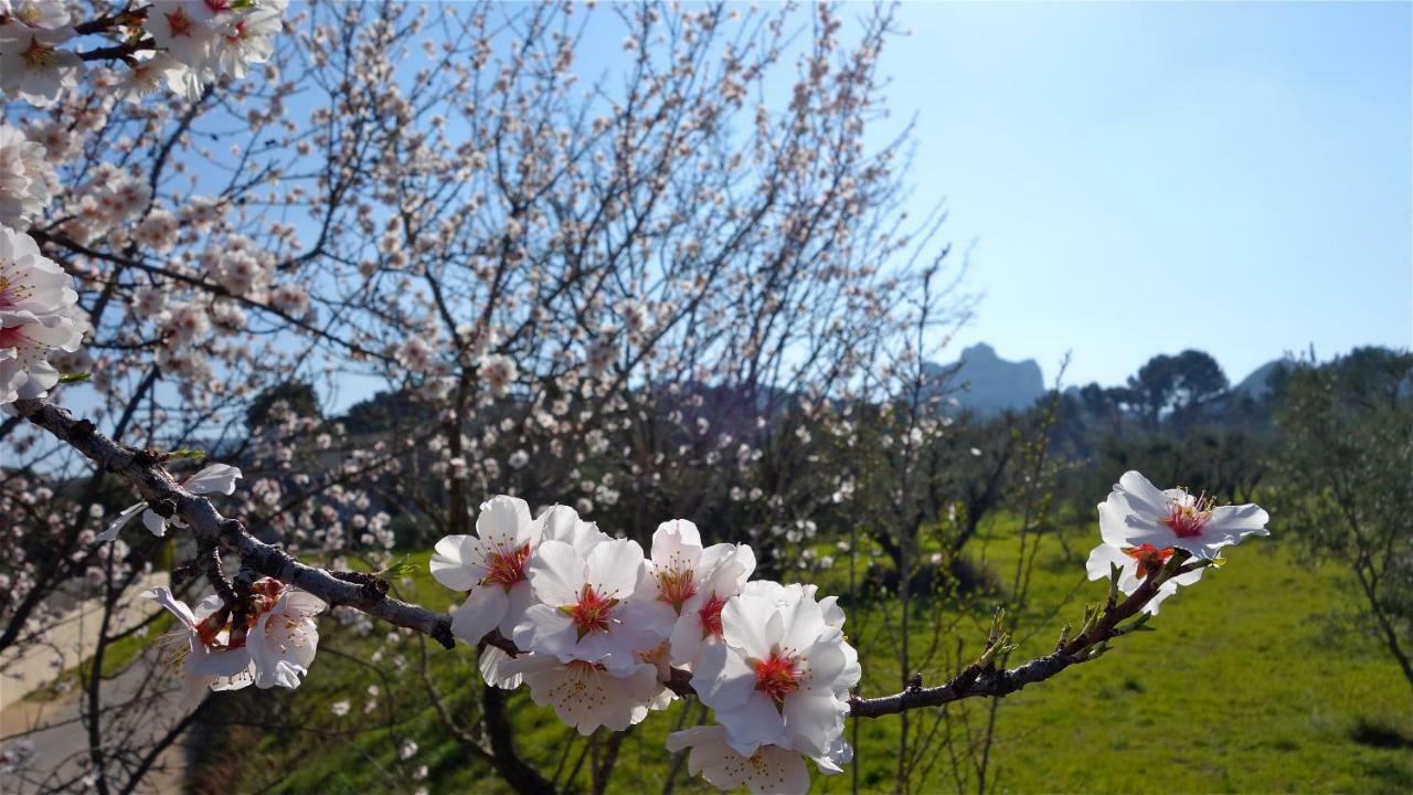 Les Lavandins-Gite Magali Saint-Rémy-de-Provence Exteriér fotografie